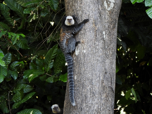 White-headed Marmoset