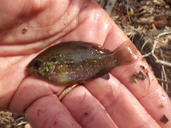 Enneacanthus gloriosus