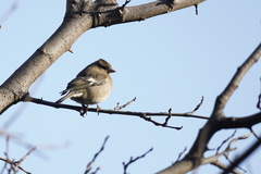 Fringilla coelebs