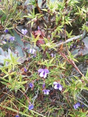 Viola decumbens