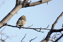Fringilla coelebs