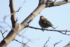 Fringilla coelebs