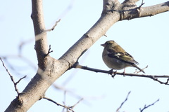 Fringilla coelebs