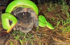 Trimeresurus insularis