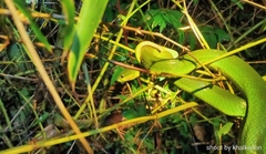Trimeresurus insularis
