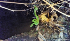 Trimeresurus insularis