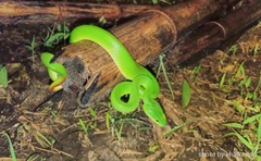 Trimeresurus insularis