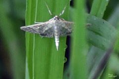 Nomophilini