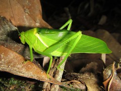 Paracaedicia serrata