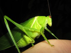 Paracaedicia serrata