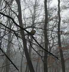 Parus major