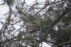 Fringilla coelebs