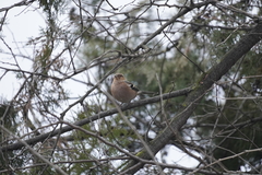 Fringilla coelebs