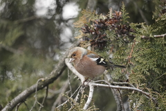 Fringilla coelebs