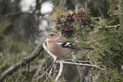 Fringilla coelebs