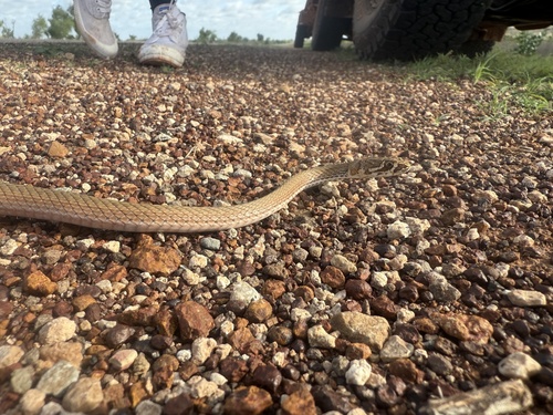 Crack-dwelling Whipsnake sighting