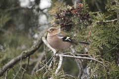 Fringilla coelebs