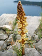 Orobanche reticulata