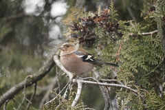 Fringilla coelebs