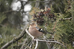 Fringilla coelebs