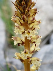 Orobanche reticulata