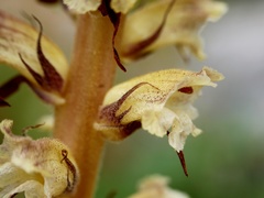 Orobanche reticulata