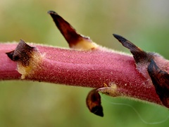 Orobanche reticulata