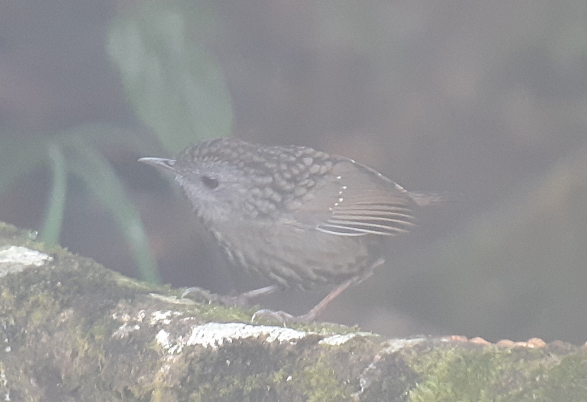 Streaked Wren-Babbler