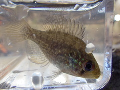 Enneacanthus gloriosus