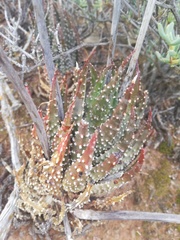 Tulista pumila