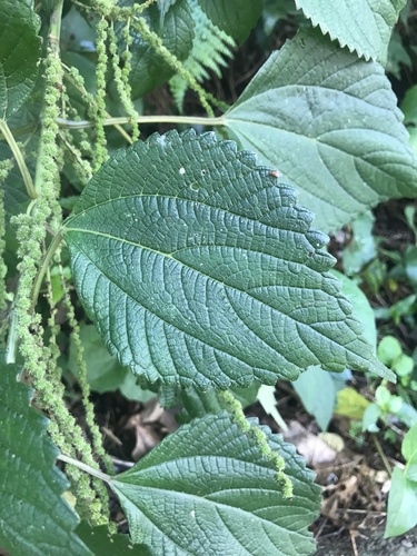 Boehmeria nakashimae iNat (1)