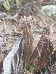 Euphorbia nesemannii