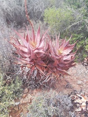 Aloe microstigma microstigma