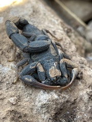 Hottentotta judaicus