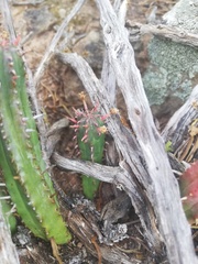 Euphorbia nesemannii