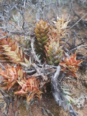 Astroloba rubriflora