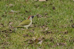 Picus viridis