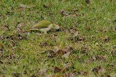 Picus viridis