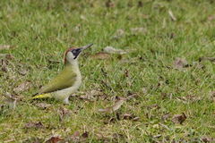 Picus viridis