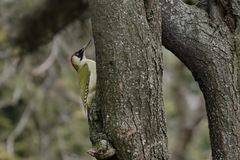 Picus viridis