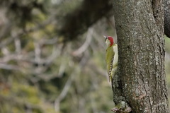 Picus viridis