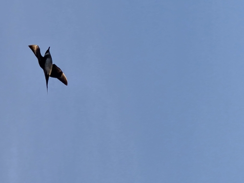 Parasitic Jaeger