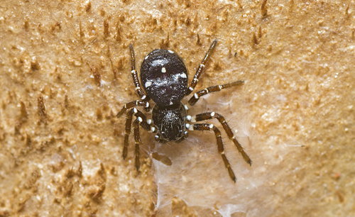 Tharpyna albosignata