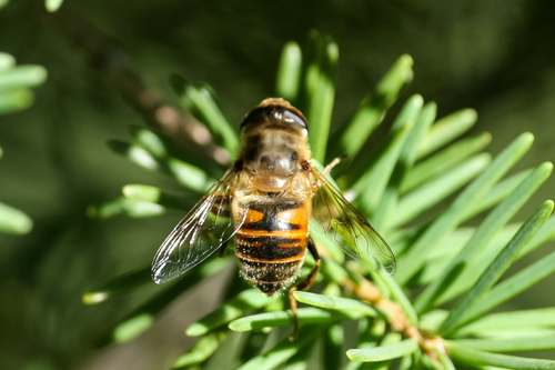Unknown species found near Glacier County, MT, USA