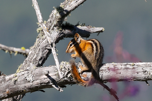 Red-tailed Chipmunk observed by tomfeild