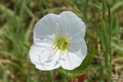 Oenothera tetraptera
