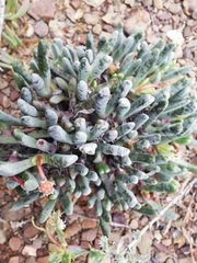 Brianhuntleya intrusa