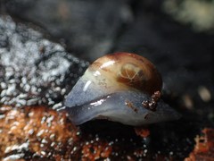 Semilimax pyrenaicus