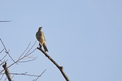 Turdus viscivorus