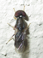 Cephalochrysa calopa